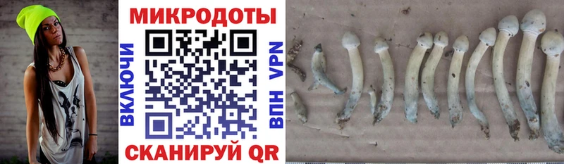 кракен онион  Ставрополь  Галлюциногенные грибы Psilocybine cubensis  продажа наркотиков 
